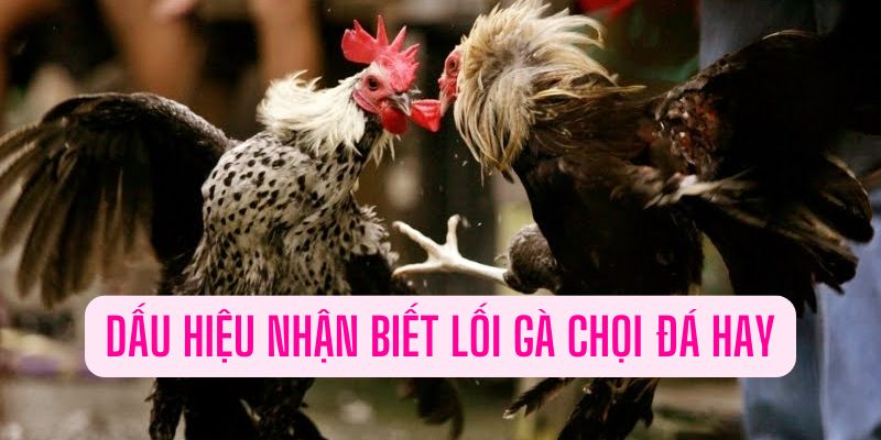 Tìm hiểu thông tin lối đá gà chọi hay nhất được hiểu là gì