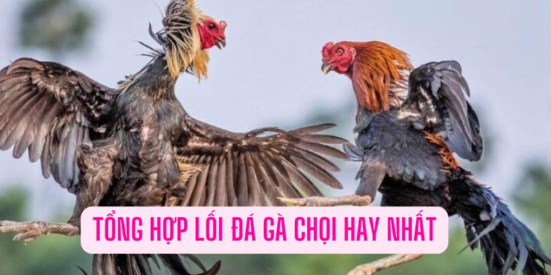 Tổng hợp các lối gà chọi đá hay nhất dành cho kê thủ tại WW88