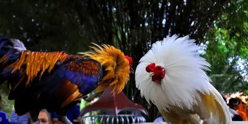 Phân định thắng thua trong đá gà Thomo trực tiếp